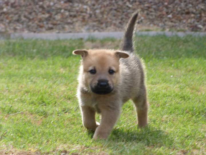 chinook dog